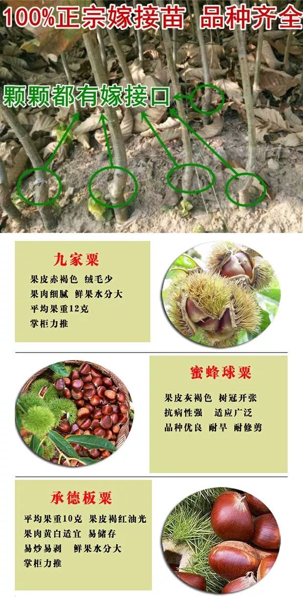 有机板栗  嫁接板栗树苗大红袍栗子各种水果苗南方北方地栽种植当年结果