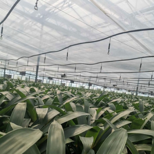 青州市暖风机 兰花育苗圆筒风机  花卉大棚  蔬菜大棚  智能温室
