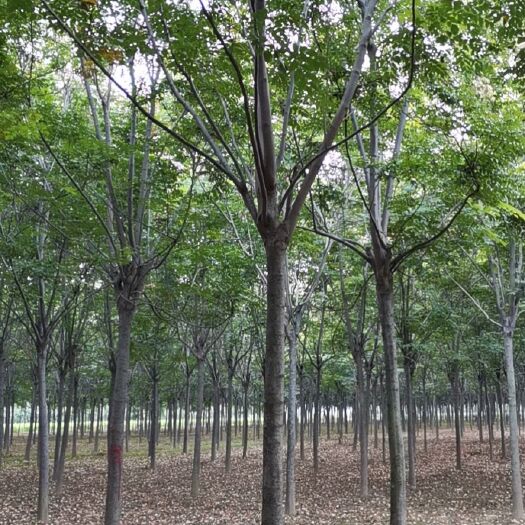 鄢陵县普通栾树 栾树m12-15公分丝棉木m径10-12公分四年帽