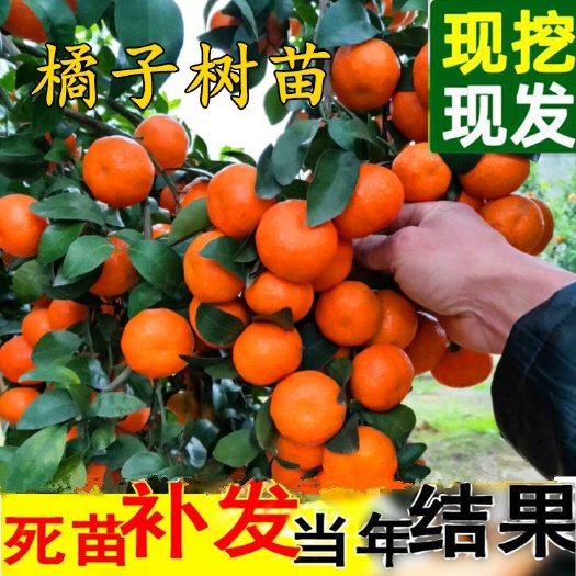 平邑县普通金桔苗  金桔树苗金桔苗小金桔子树盆栽橘子苗地栽食用四季带果室内外果树