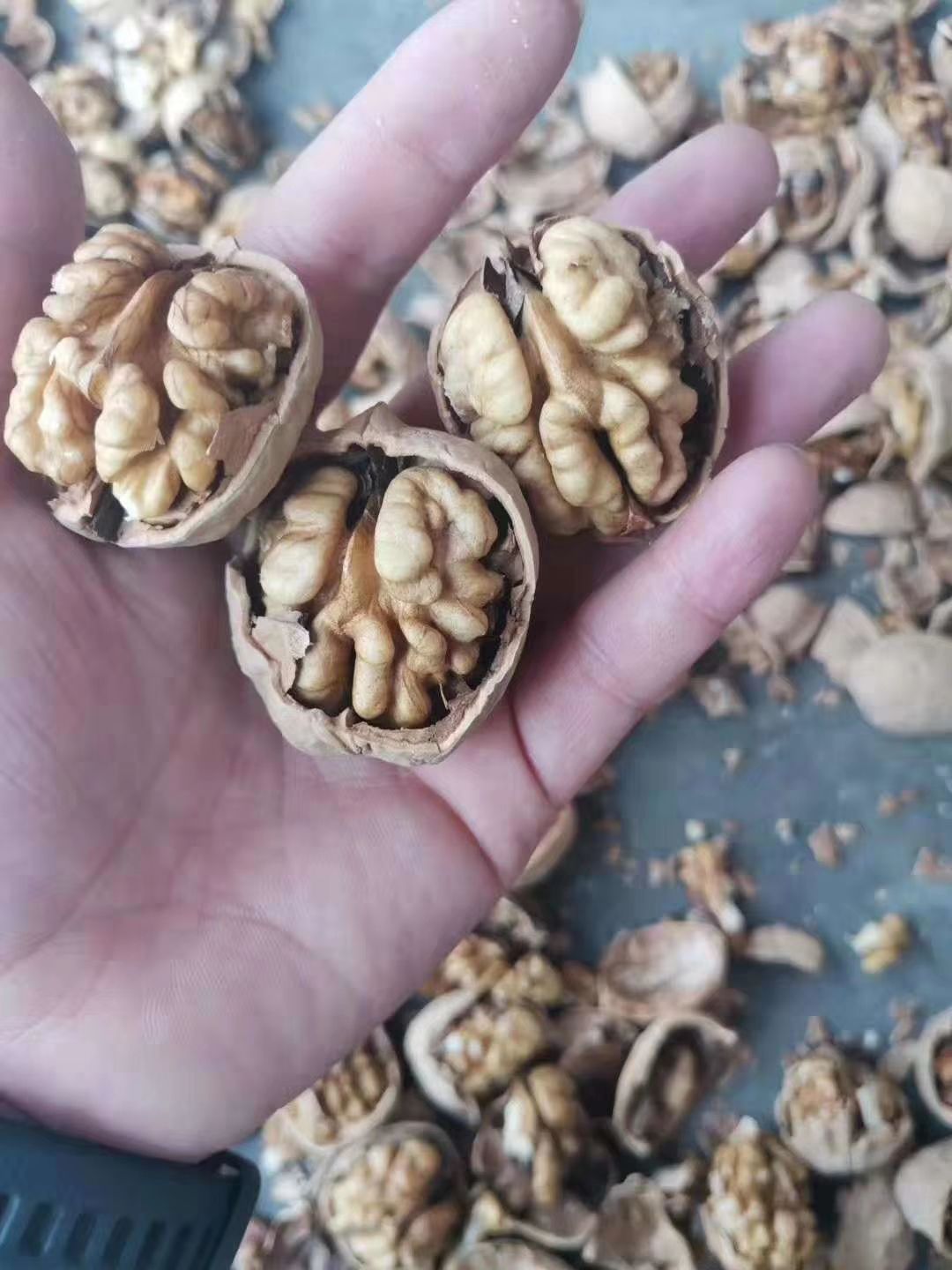 新疆核桃新货一手货源价格美丽