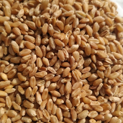  富硒小麦