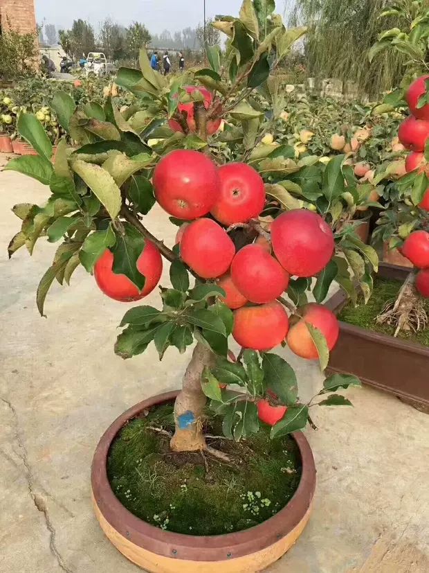 苹果盆栽 盆栽苹果树