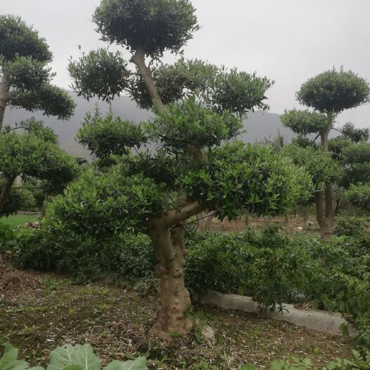 陇南景观盆栽  油橄榄树盆景  绿化树   景观树