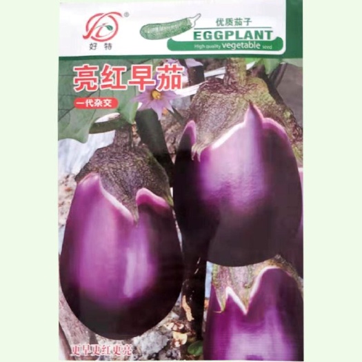茄子种子蔬菜 早熟抗病杂交紫红茄子 卵圆形肉白采收期长基地
