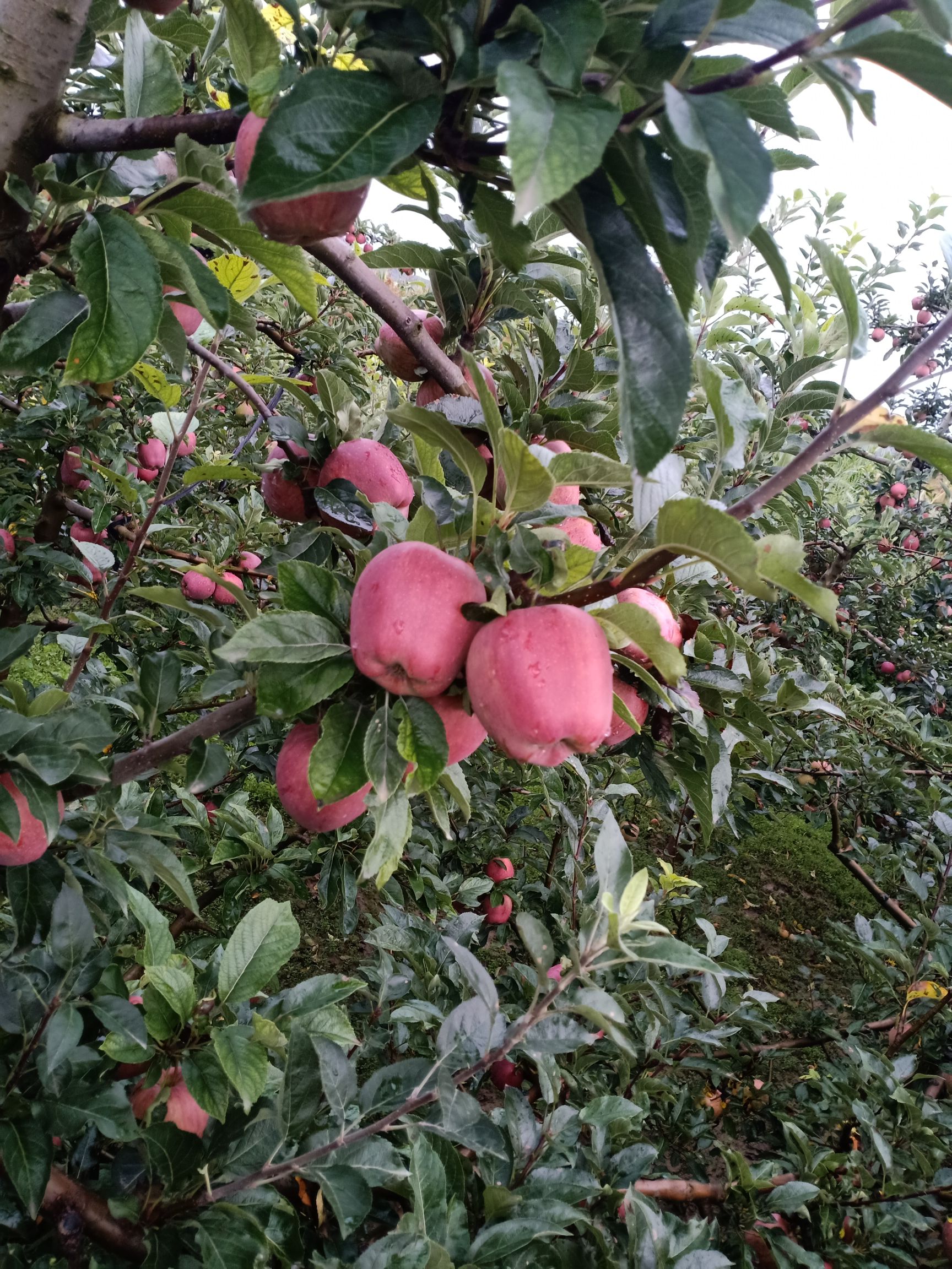 甘肃礼县花牛苹果