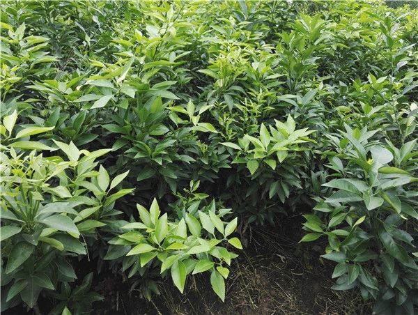 松滋市爱媛38号柑桔苗 三年苗60公分起苗，地径0.8起。