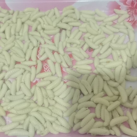 成都马蜂蛹  成都熟蒸速冻蜂蛹，精细化加工，营养不流失，只做精品