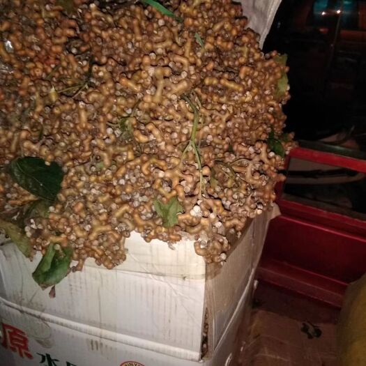 柳州白拐枣  拐枣万寿果大量供应，量大优惠1