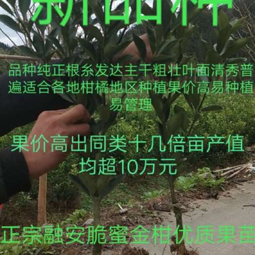 融安县脆蜜金柑苗  广西名优水果脆蜜金柑优质果苗品种纯正根系发达产