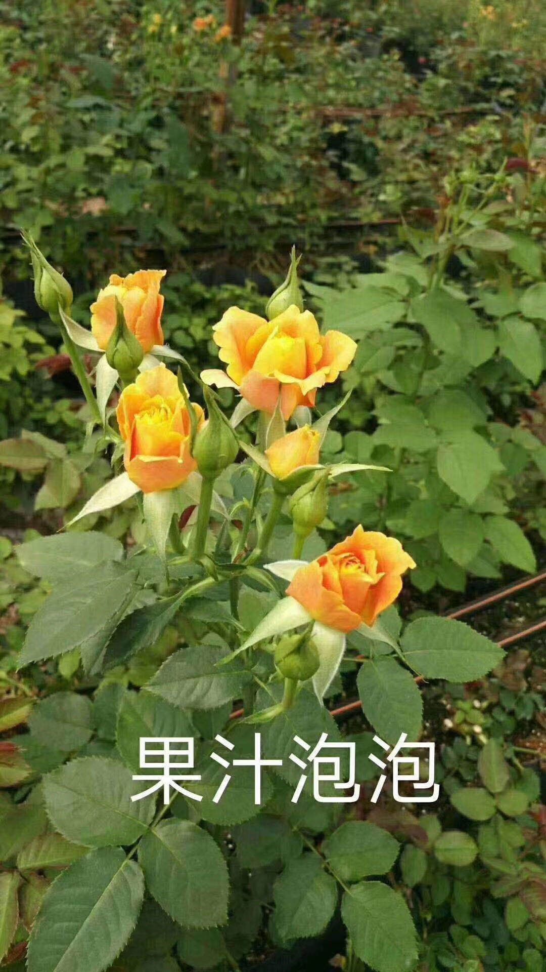 丰花月季，开花小巧可爱，花苞多，味道微香