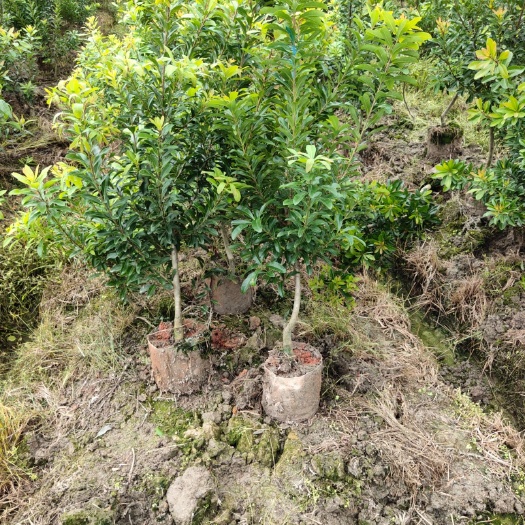 靖州县杨梅树 地径2公分无纺布营养袋嫁接杨梅苗