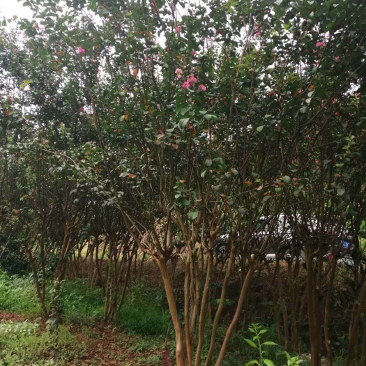 宜良县 地径3~5公分丛生紫薇