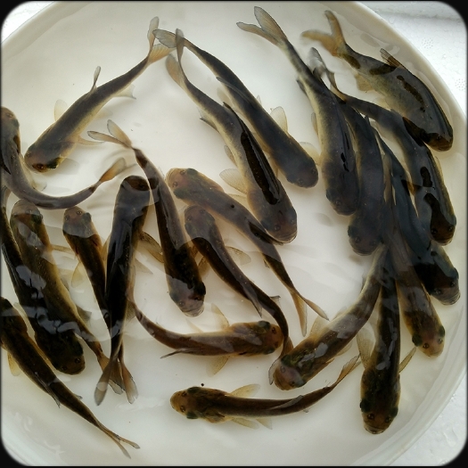 会泽县大头鱼鱼苗 花鲢鱼鱼苗