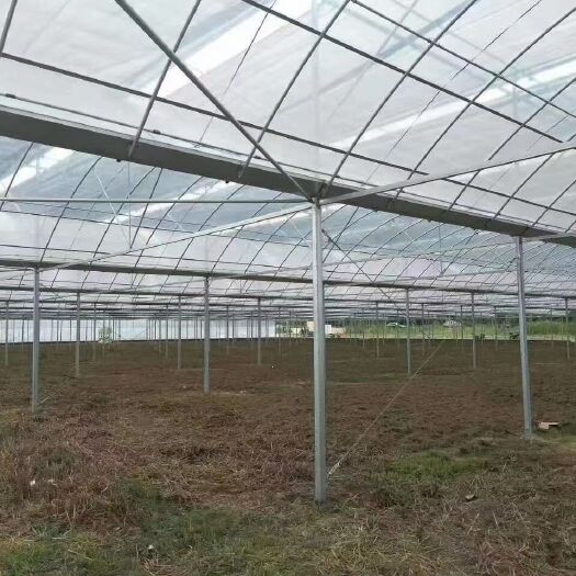 天津种植大棚  薄膜温室连体大棚。