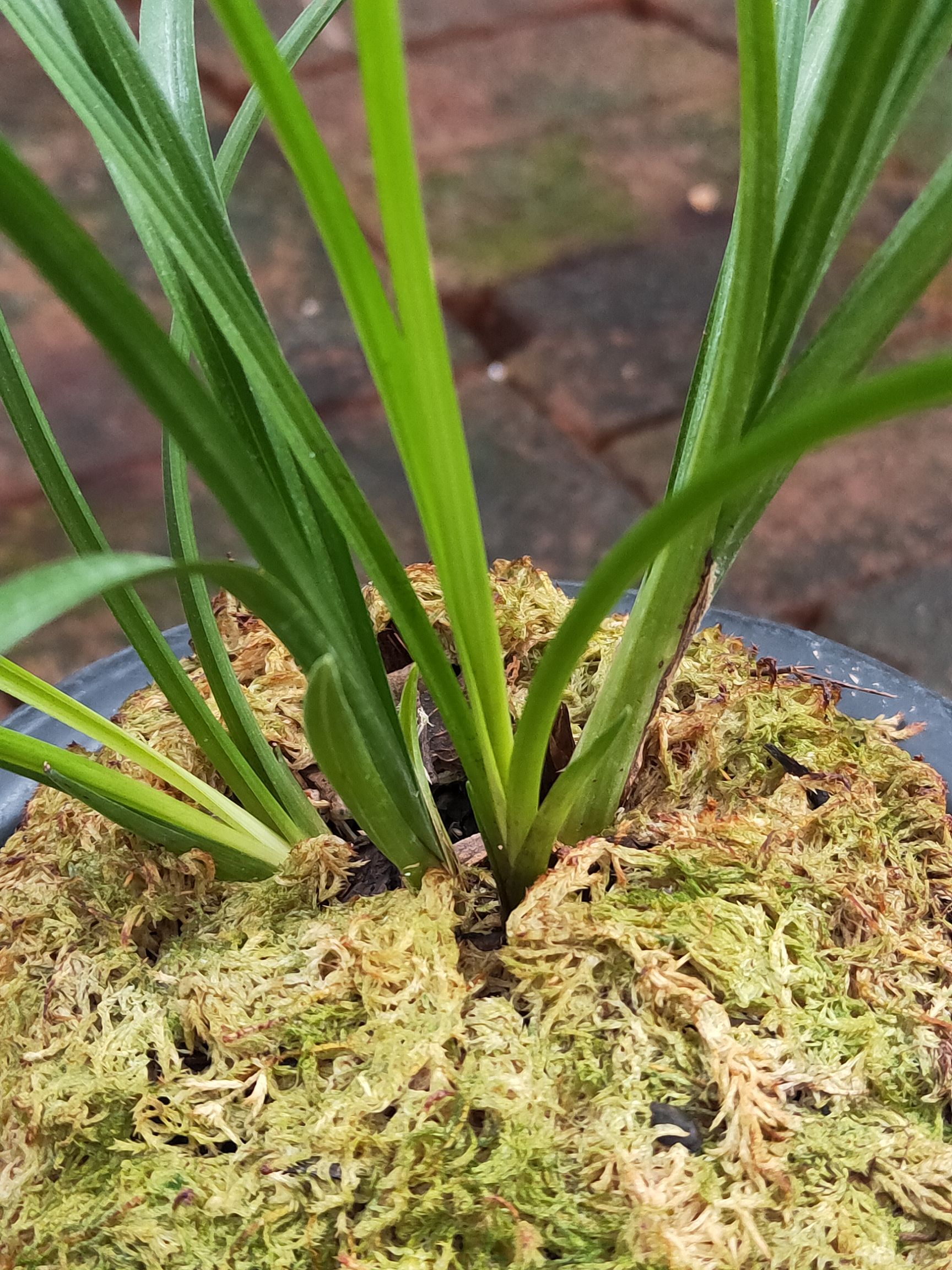  莲瓣兰粉荷，矮种粉色荷瓣。苗子健壮，品种品质保证。