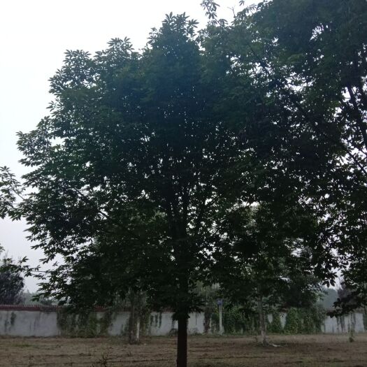 周至县 出售8～12公分定植精品七叶树，欢迎大家来周至采购绿化苗木。