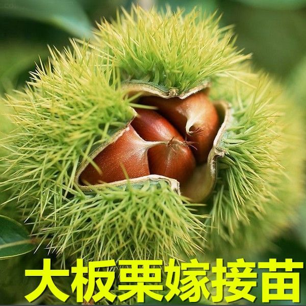 有机板栗  嫁接板栗树苗大红袍栗子各种水果苗南方北方地栽种植当年结果