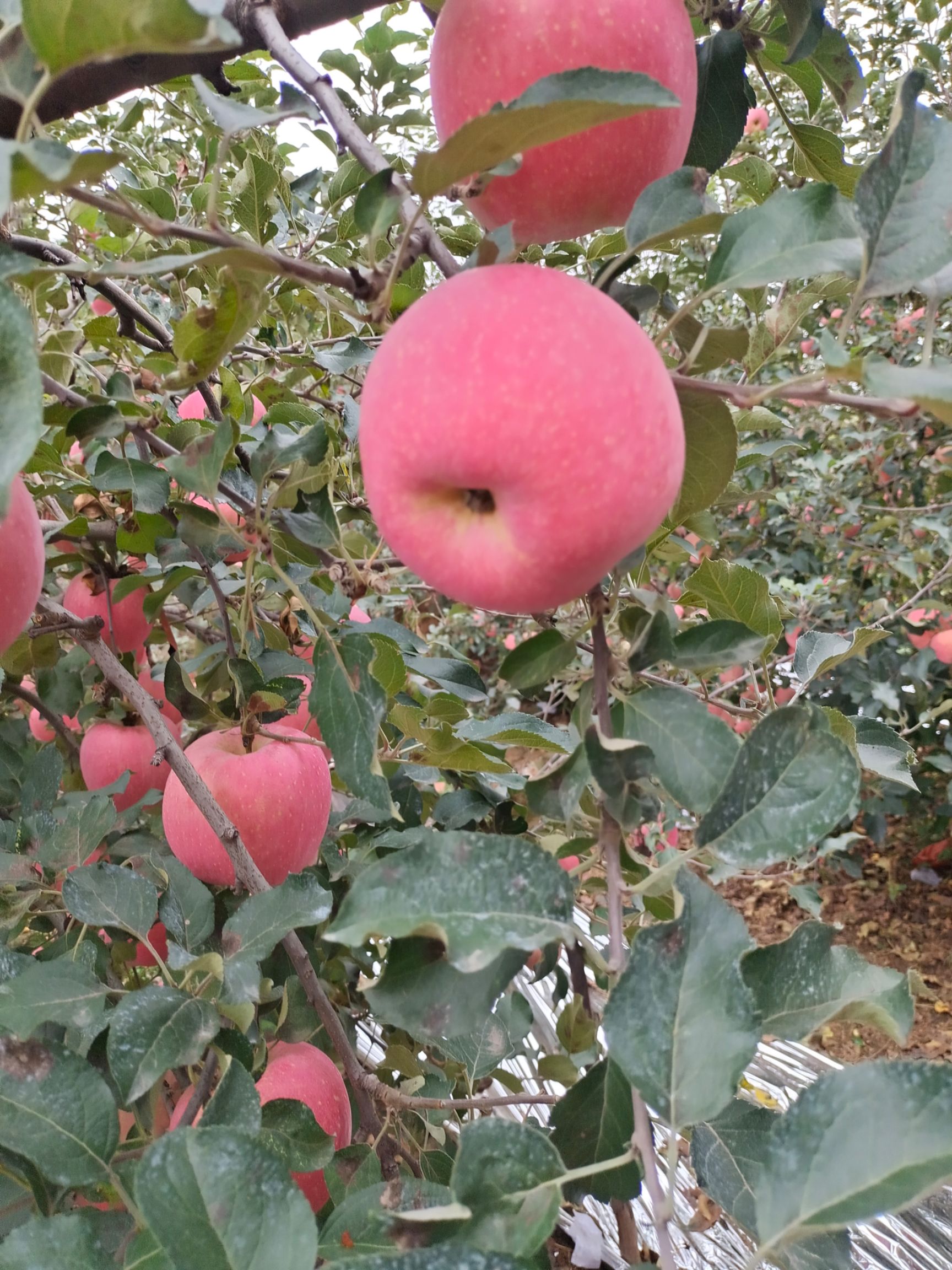 紅富士蘋果山東蒙陰蘋果水晶冰糖心紅富士熟了一件代發全國包郵