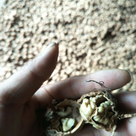 鹤庆县 大理薄壳核桃！不打药，不漂白！完全绿色。