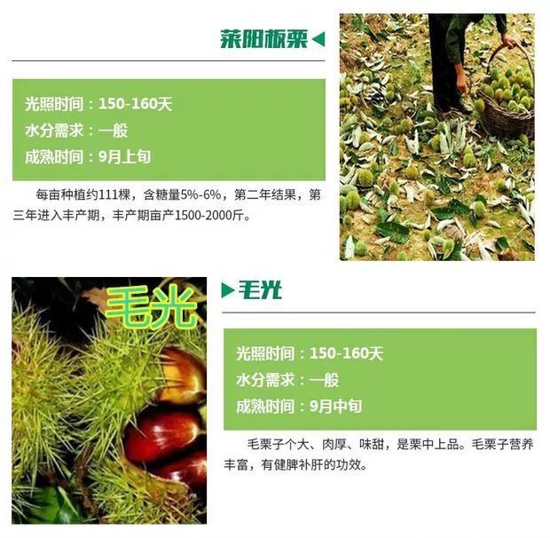 有机板栗  嫁接板栗树苗大红袍栗子各种水果苗南方北方地栽种植当年结果