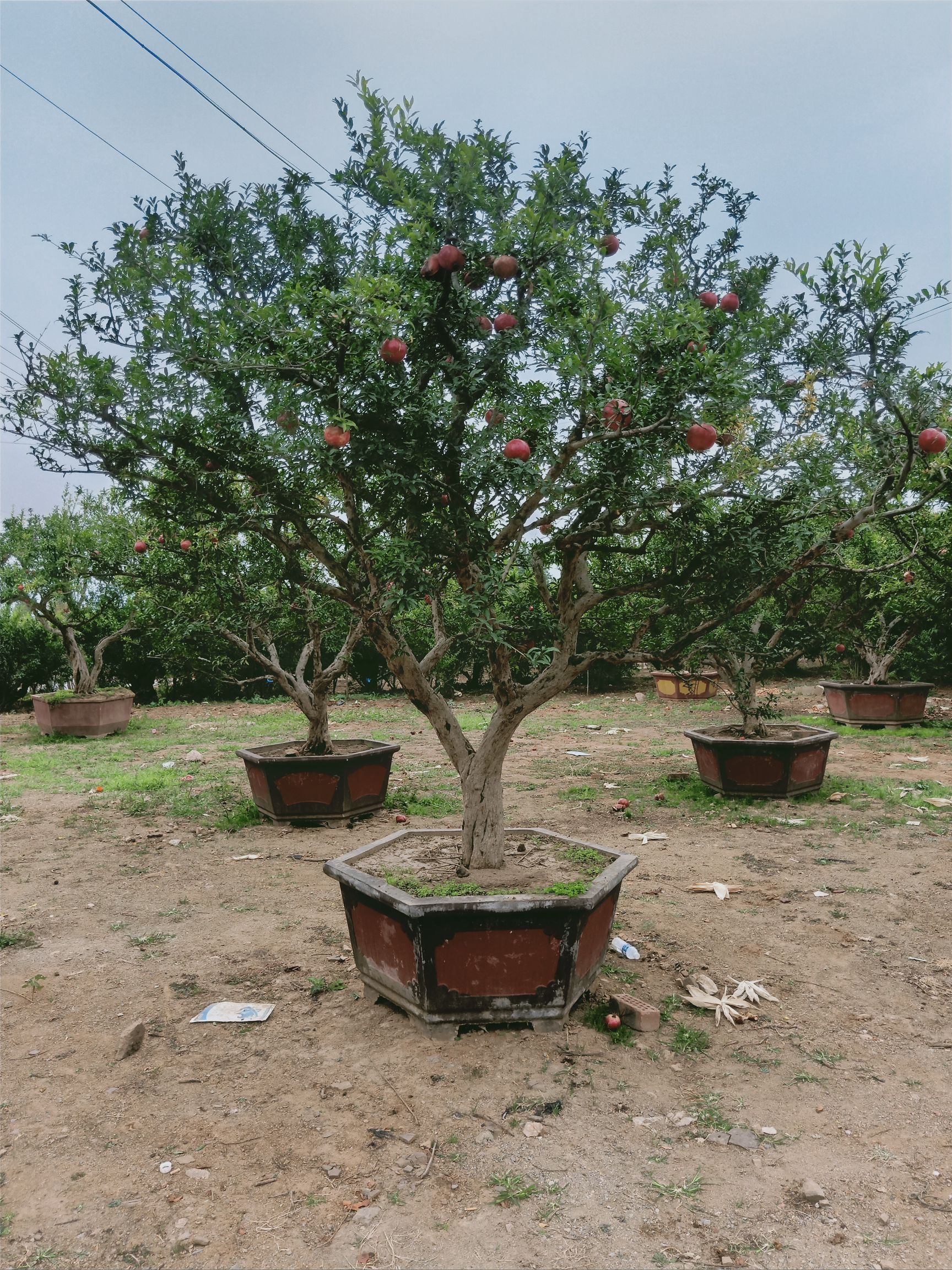 造型石榴树  精品大石榴树 优质造型树 庭院小区装饰  幸福美满的象征