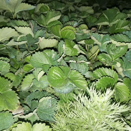 莒县甜查理草莓苗