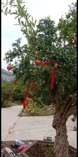 造型石榴树  精品大石榴树 优质造型树 庭院小区装饰  幸福美满的象征