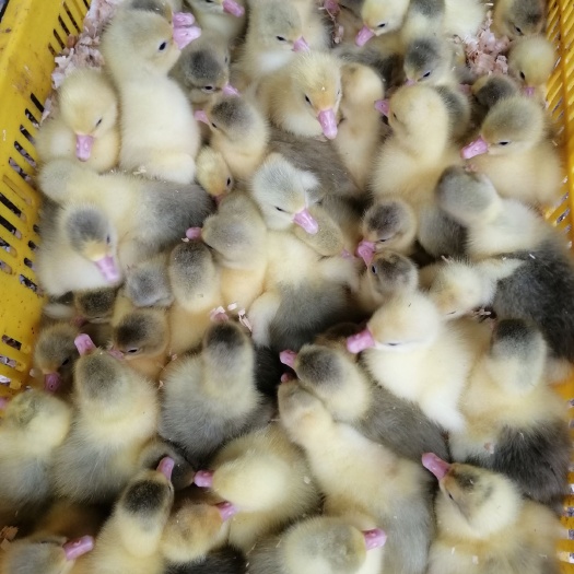 南宁 霍尔多巴吉鹅苗，厂家直销包疫苗成活