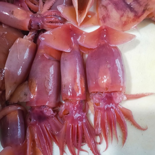 重庆市红鱿鱼  火锅水发鱿鱼。10斤装。火锅中餐冒菜优选。