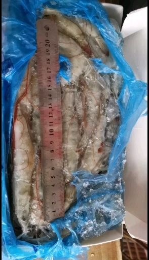 广州净重3.6斤每盒虾皇30/40白对虾40/50南美白对虾