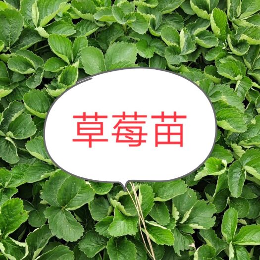 兴安县法兰地草莓苗 法兰地