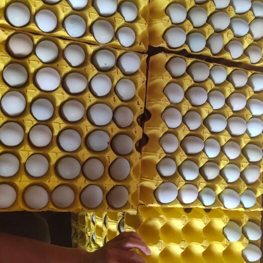 东台市粉壳蛋  10个一斤小绿壳，精品，无破损