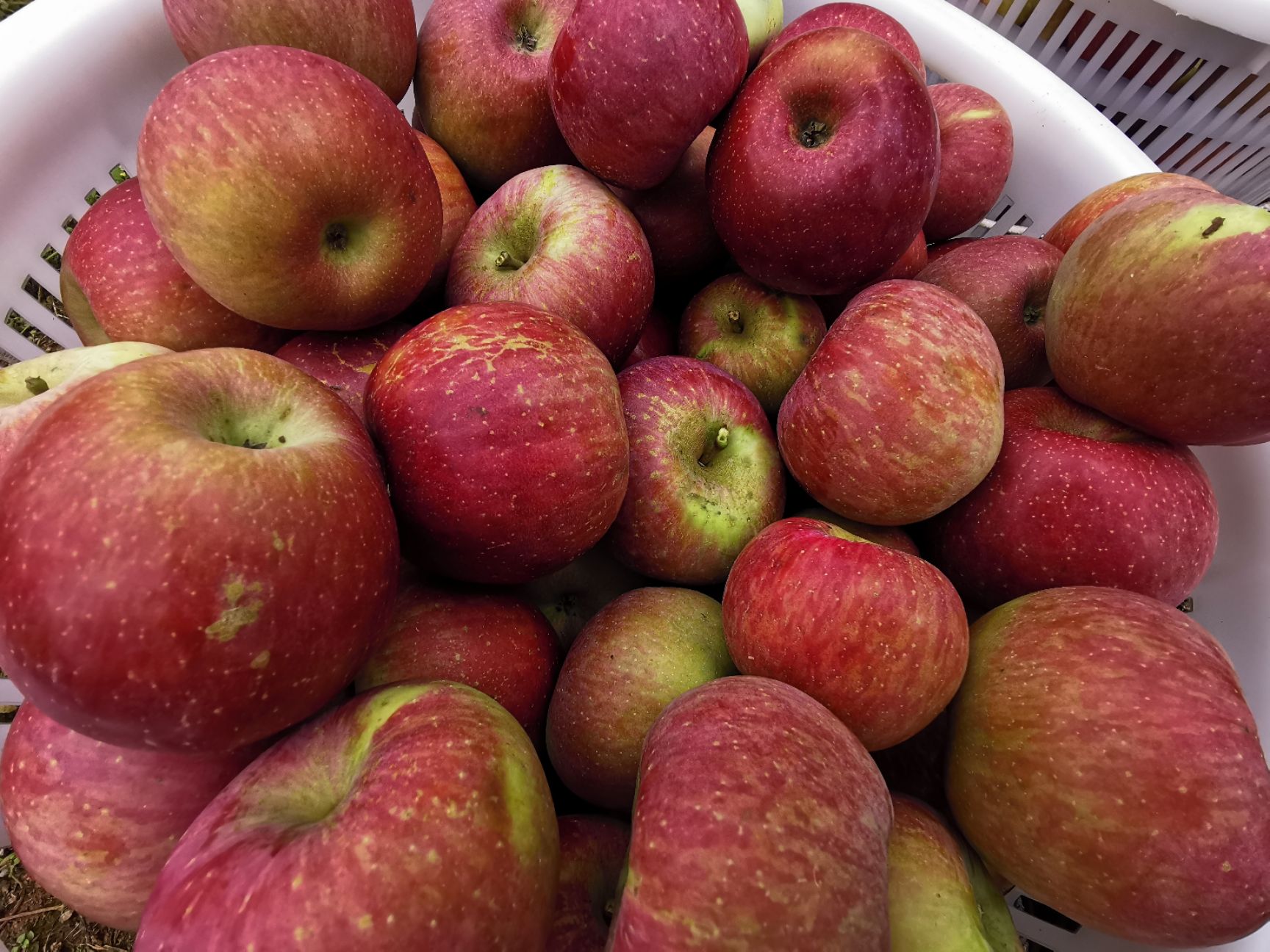 冰糖心苹果 大凉山泸沽湖畔糖心丑苹果正常发货，一件代发