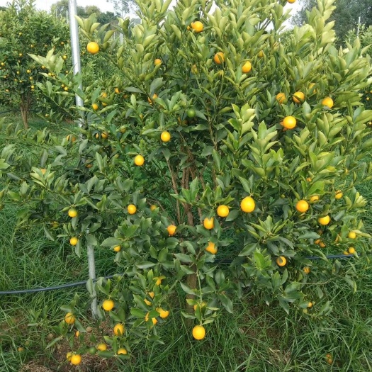 荔浦市脆蜜金柑苗 脆蜜金柑大杯苗