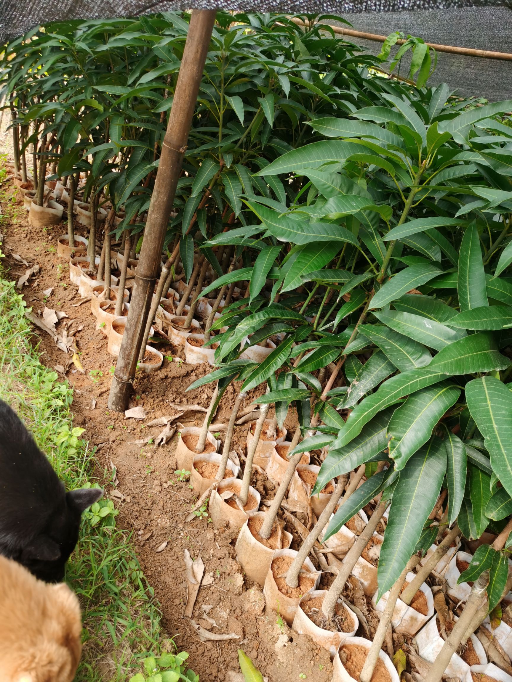 金煌芒果苗  金煌芒果嫁接苗