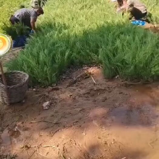 曲阳县 沙地柏杯苗，大田苗