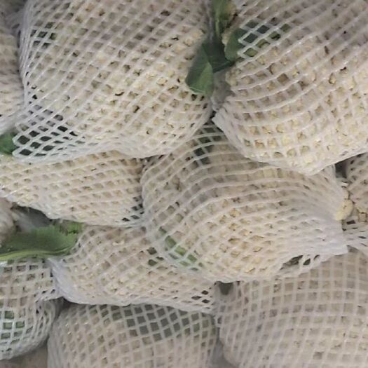 滦南县白面青梗松花菜  基地供应有机花，白花绿梗