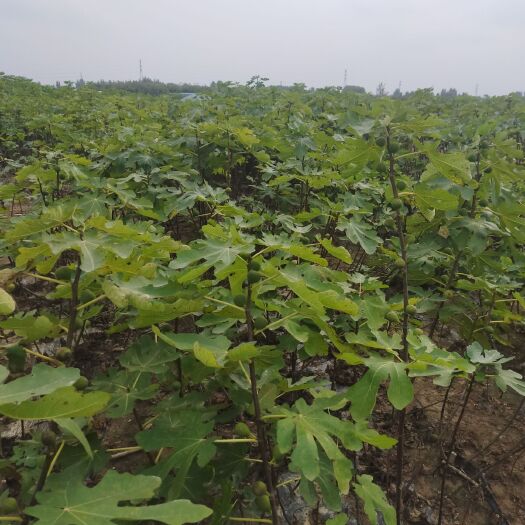 泰安波姬红无花果苗  无花果基地，1/3公分的波姬红，青皮，布兰瑞克等无花果树苗