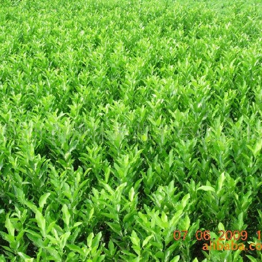 松滋市纽荷尔脐橙苗 四年生纽荷尔苗