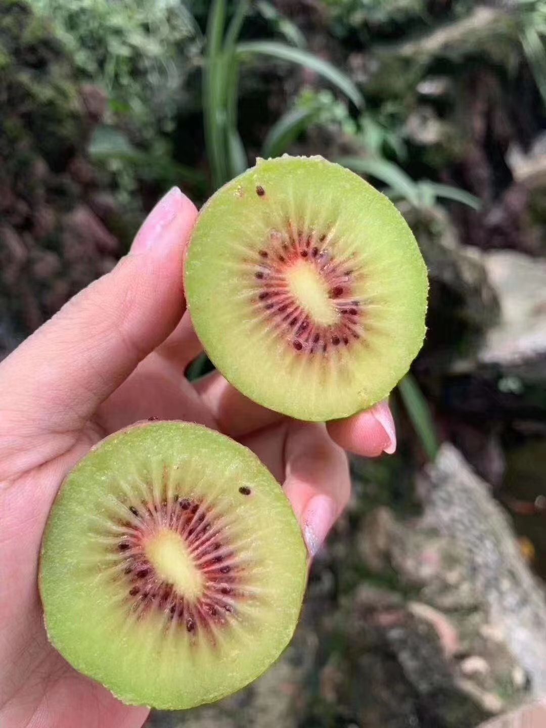 红阳猕猴桃苗 眉山红阳猕猴桃树