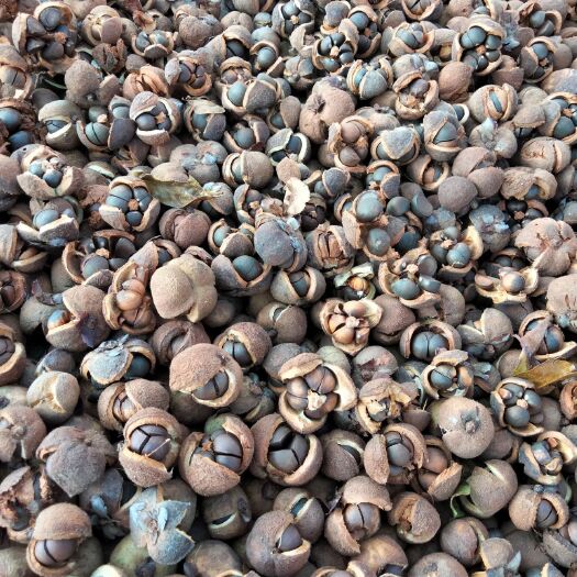 楚雄市野山茶籽，红花茶籽，红花油茶籽，干籽大量批发