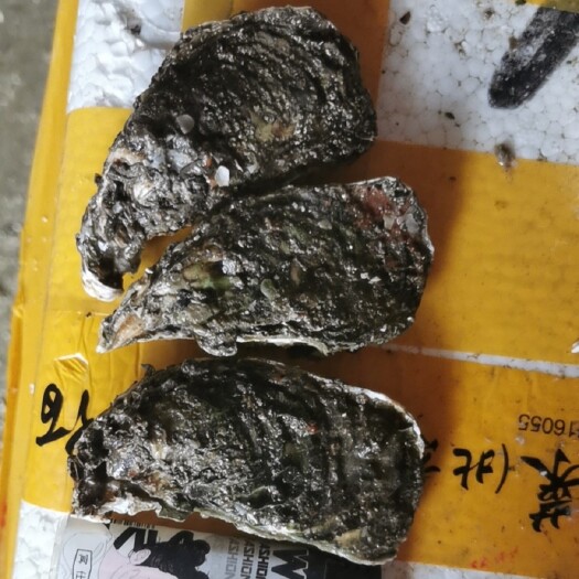 东莞市福建生蚝  一手货源，价格实惠，货源稳定，质量保证