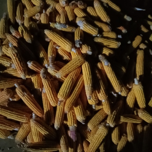 罗平县玉米渣 湿玉米棒