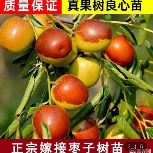平邑县沾化冬枣苗    冬枣产量高南北方均可种植，全部精品嫁接苗，保活