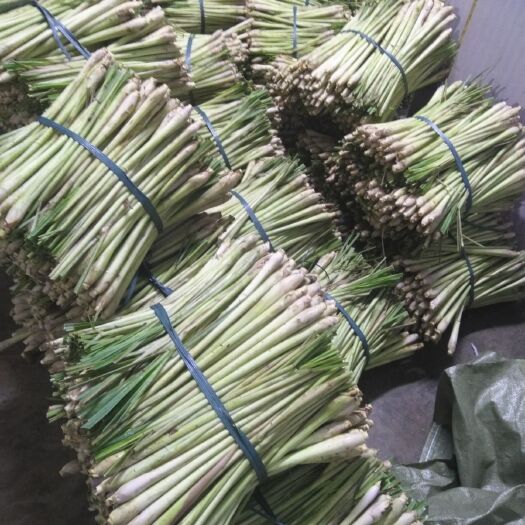 天等县 本基地长期供应柠檬香茅，货靓，味浓