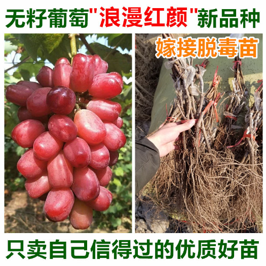 平度市浪漫红颜葡萄苗红玫瑰葡萄苗精品脱毒葡萄苗大粒高产新品种葡萄苗