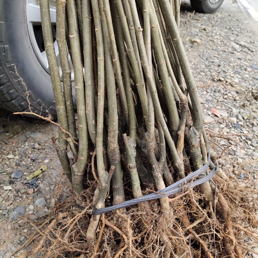 桃源县板栗苗，大红袍板栗苗，嫁接苗