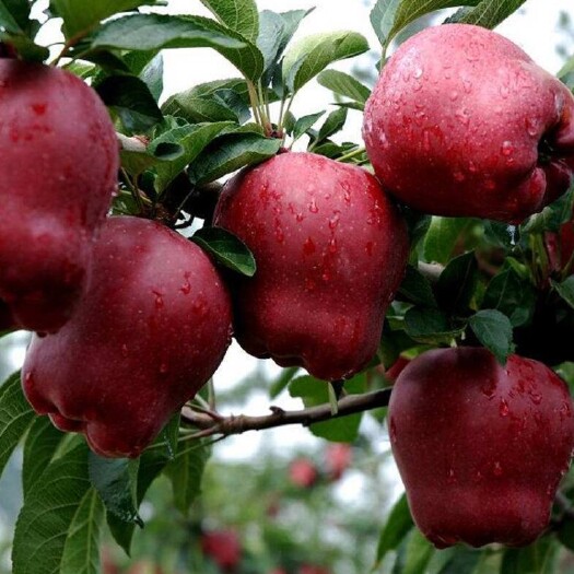 平邑县众成一号苹果树苗  众诚一号苹果苗、花牛苹果苗、红肉苹果苗、等多种品种