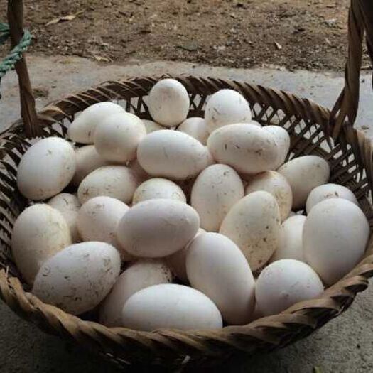 梁山县大三花鹅蛋  鲜鹅蛋食用箱装120—150克
